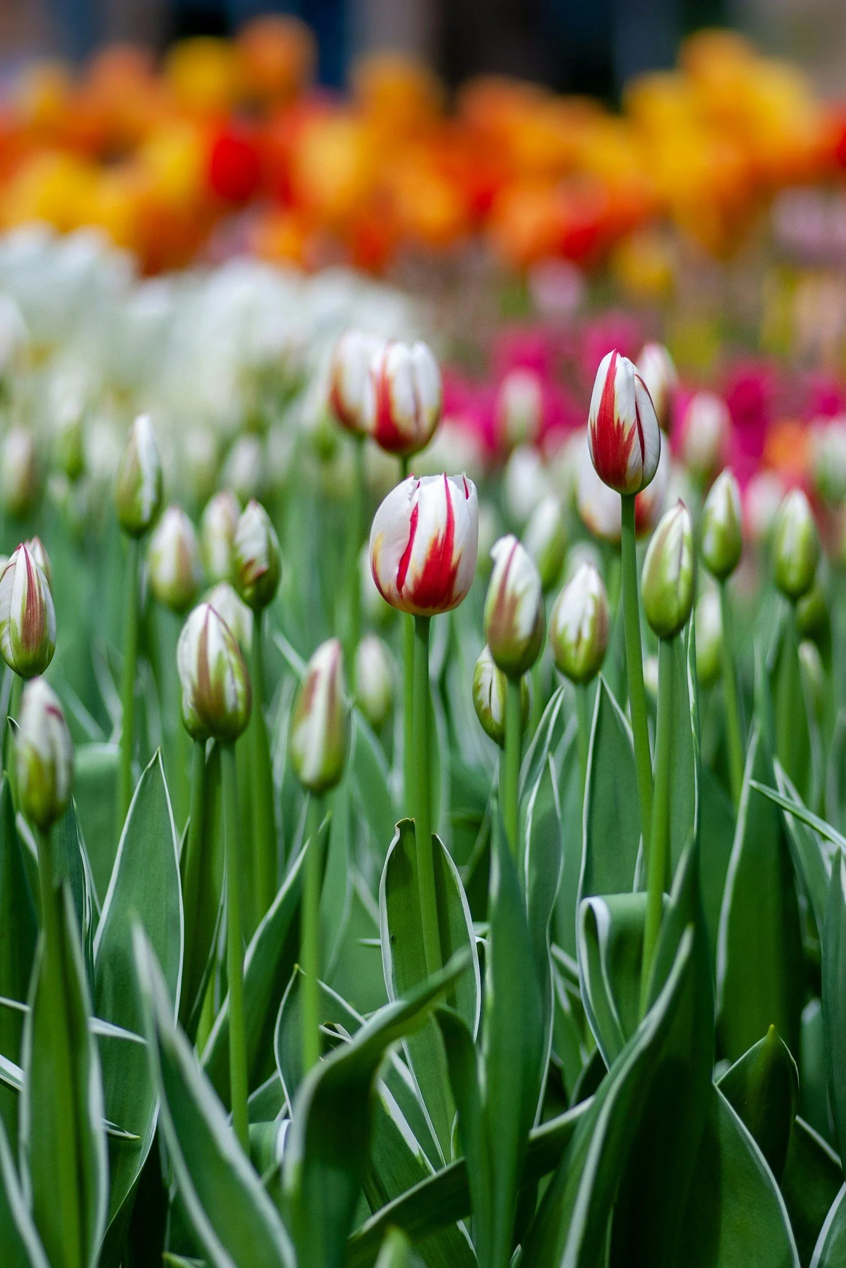 White and pink tulips