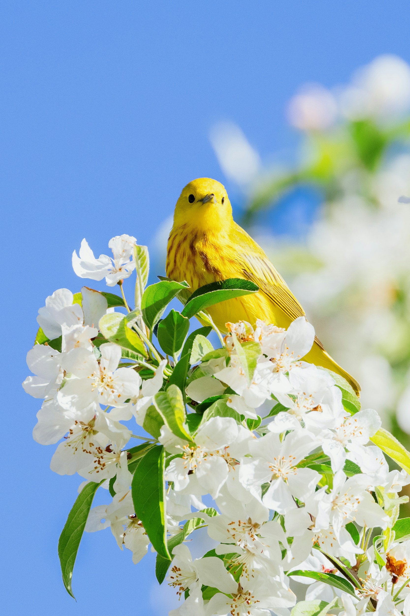 Yellow bird perched